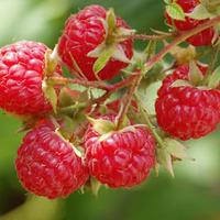 Raspberry \'Glen Moy\' (Summer fruiting) - 2 raspberry canes