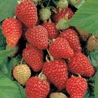 Raspberry \'Heritage\' - 8 raspberry canes