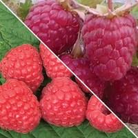 Raspberries Mixed Pack 10 Plants Bare Root