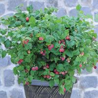 Raspberry \'Ruby Beauty\' - 1 raspberry plant in 9cm pot