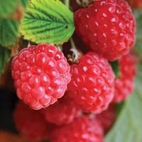 Raspberry Ruby Beauty 1 x 9cm Pot Plant