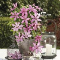 Raymond Evison Boulevard Patio Clematis collection - 3 plts