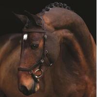 Rambo Micklem Competition Bridle