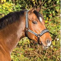 rambo diamante headcollar