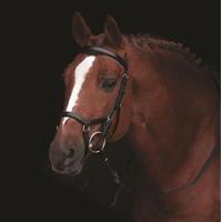 Rambo Micklem Competition Bridle