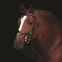 Rambo Micklem Competition Bridle