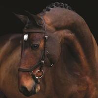 Rambo Micklem Competition Bridle