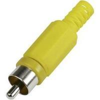 RCA connector Plug, straight Number of pins: 2 Yellow Conrad Components 1 pc(s)