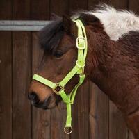 Requisite Anti Rear Headcollar