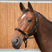 Requisite Anti Rear Headcollar