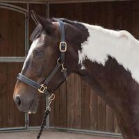 Requisite Diamante Edge Headcoll...