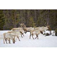 Reindeer Sleigh Ride from Luosto