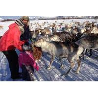 Reindeer Feeding, Lasso Throwing and Sami Culture Tour Including Lunch in Tromso