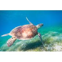Red Sea Snorkeling