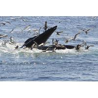 Reykjavik Whale Watching Cruise plus Whales of Iceland Entrance Ticket