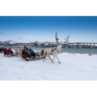 Reindeer Sledding, Lasso Throwing and Sami Culture Including Lunch in Tromso