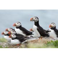 Reykjavik Shore Excursion: Puffin Sightseeing Cruise