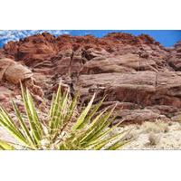 Red Rock Canyon Tour