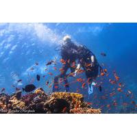 Red Sea Full-Day Introduction to Scuba Diving