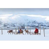 Reindeer Sledding, Feeding and Sami Culture Tour in Tromso