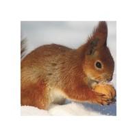 Red Squirrel and Nut Christmas Cards