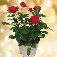 Red Rose Plant