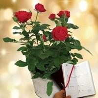 Red Rose Plant plus Diary