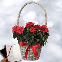 Red Azalea in Willow Basket plus a 2016 Diary