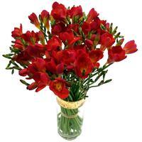 Red Freesia