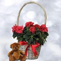 Red Azalea Basket with Teddy Bear