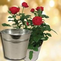 Red Rose Plant with Festive Red Metal Planter