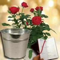 Red Rose Plant with a Festive Red Metal Planter plus a 2017 Diary