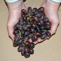 red grape vine gift