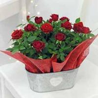 red rose gift 1 x red rose duo in zinc trough