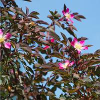 red leaf rose hedging 25 bare root hedging plants