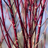 Red Dogwood (Hedging) - 250 bare root hedging plants