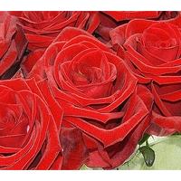 Red Rose Cube