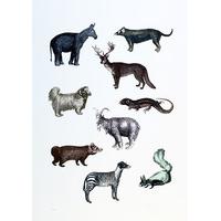 Refinements Not Necessary in the Time of Linnaeus 2010 By Penelope Kenny