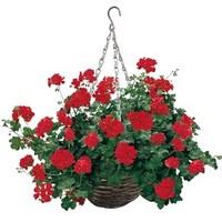 red geranium 1 pre planted rattan hanging basket
