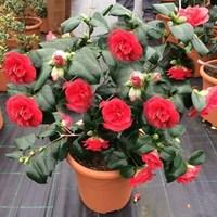 Red Camellia Lady Campbell 2 Pre-Planted Containers