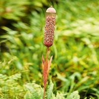 Reed and Bulrush Feeder
