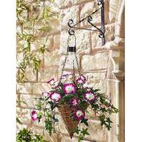 Ready Made Petunia Conical Hanging Baske