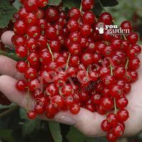 Redcurrant Rovada - pack of 2 bu...
