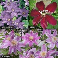 Repeat flowering Clematis Collection - 3 varieties