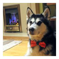 reversible pet bow tie