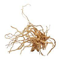 Red Root from the Moors Large - 1 root 41-60 cm