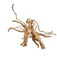 Red Root from the Moors Medium - 2 roots 21-40 cm