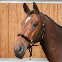 Requisite Anti Rear Headcollar