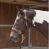 Requisite Lined Leather Headcollar