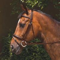 Requisite Padded Flash Bridle